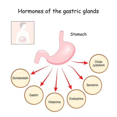Hormones of the gastric glands (cholecystokinin, serotonin, endorphins, histamine, gastrin, somatostatin). Stomach. Human endocrine system. Vector illustration for medical, education and science use. clipart