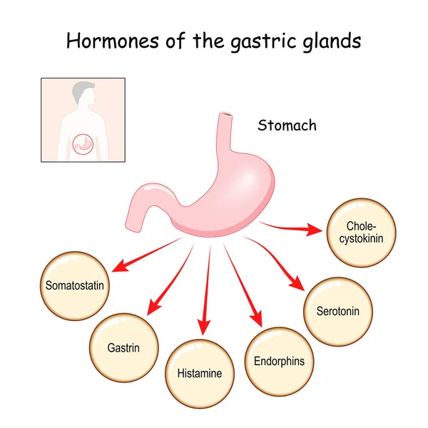 Hormonas Las Glándulas Gástricas Colecistocinina Serotonina Endorfinas Histamina Gastrina Somatostatina — Vector de stock