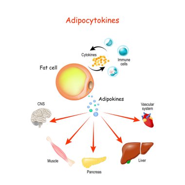 Adipocytokines, immune cells and metabolism. Vector illustration for medical, education and science use. clipart