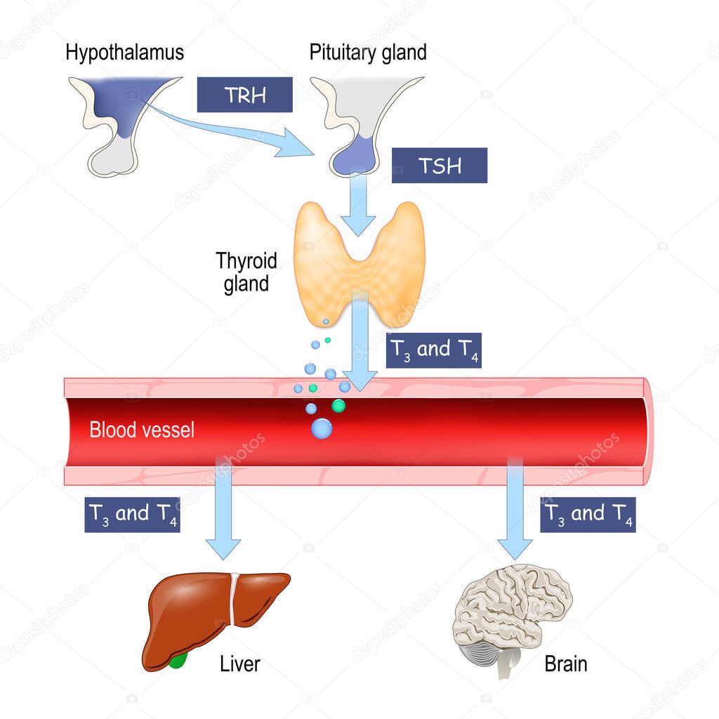 Thyroid Hormones. Regulation of vital Functions of body. Human endocrine system. Vector illustration for medical, education and science use.