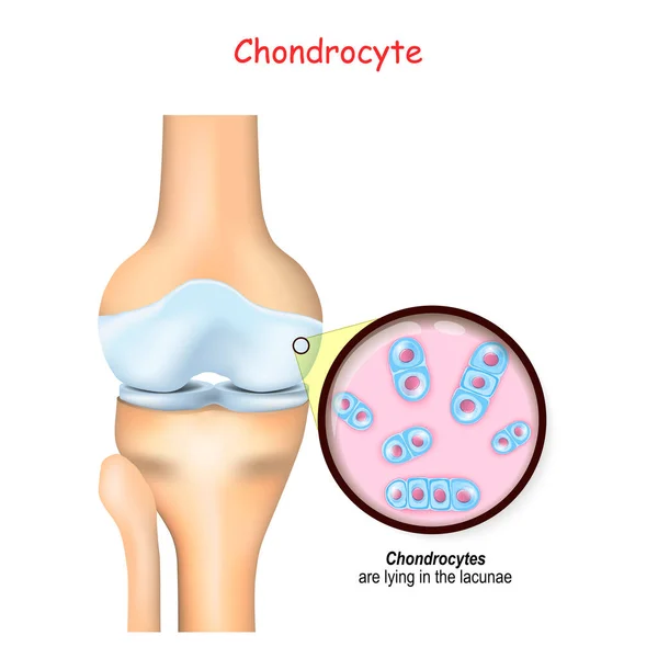 Rodilla Primer Plano Las Células Del Cartílago Condrocitos Encuentran Las — Archivo Imágenes Vectoriales