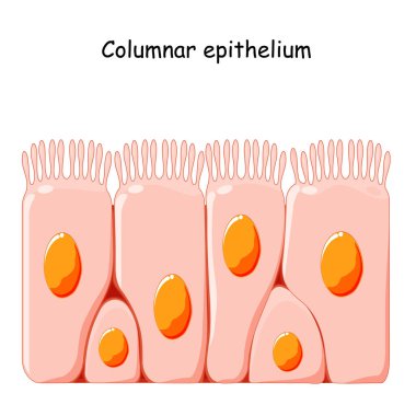 Ciliated columnar epithelium. epithelial cells forms the lining of the stomach and intestines, duodenum, fallopian tubes, uterus, central canal of the spinal cord,  nose, ears and the taste buds. clipart