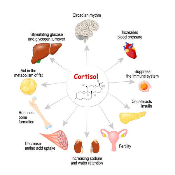 Vücutta Kortizol Rolü Stres Düşük Kan Şekeri Konsantrasyonuna Bağlı Olarak — Stok Vektör