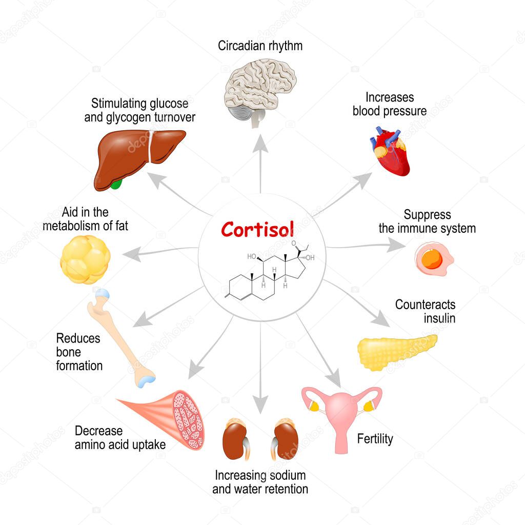 The role of cortisol in the body. It is hormone Released in response to stress and low blood-glucose concentration. Human endocrine system. vector diagram for medical, educational, science use