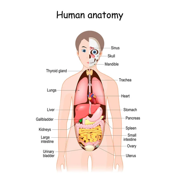 Анатомія Людського Тіла Наукова Медична Ілюстрація Внутрішні Органи Самки Плаский Ліцензійні Стокові Ілюстрації