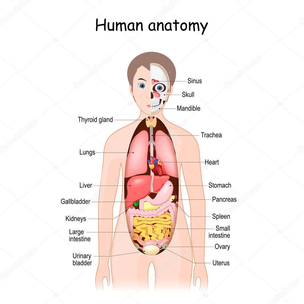 Анатомия Человека Внутренние Органы Женщины Фото