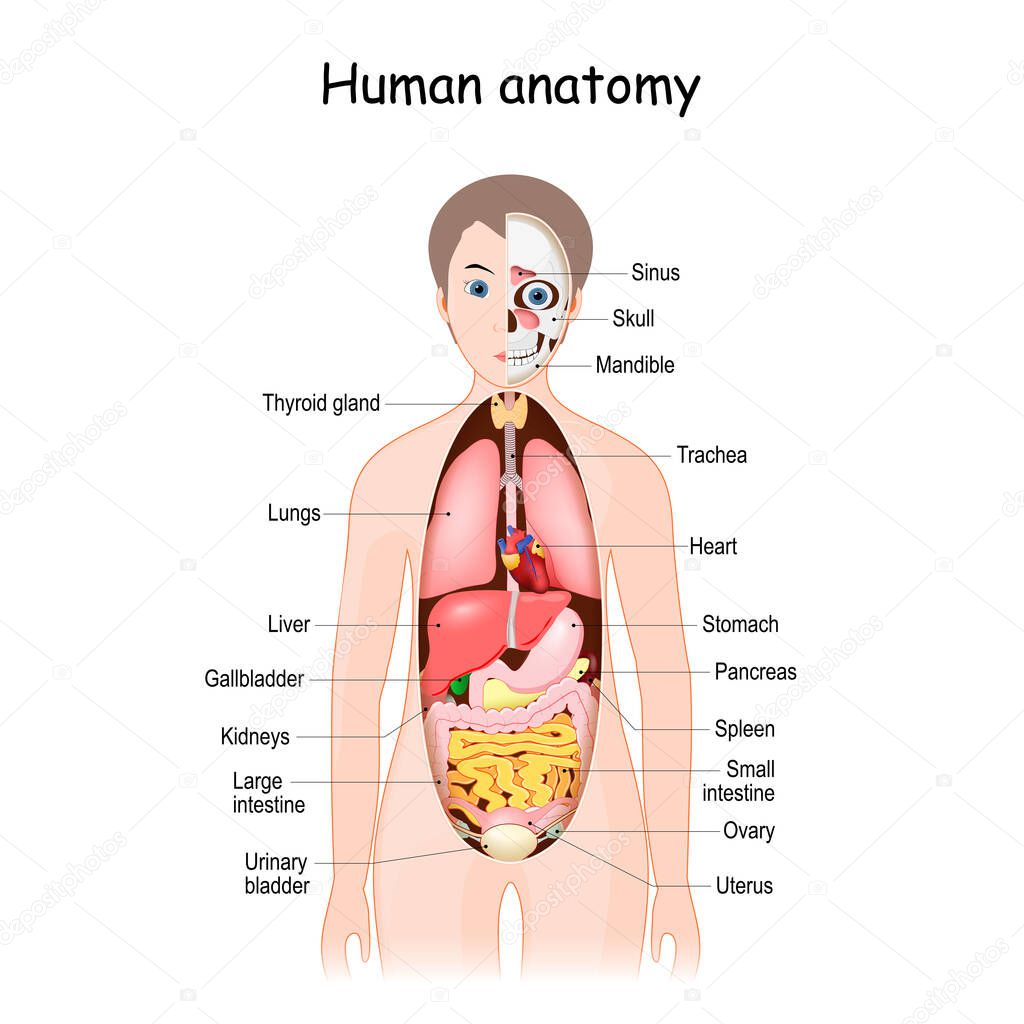 human body anatomy. Scientific medical illustration. internal organs of the female. flat infographic poster. location and definitions. vector.