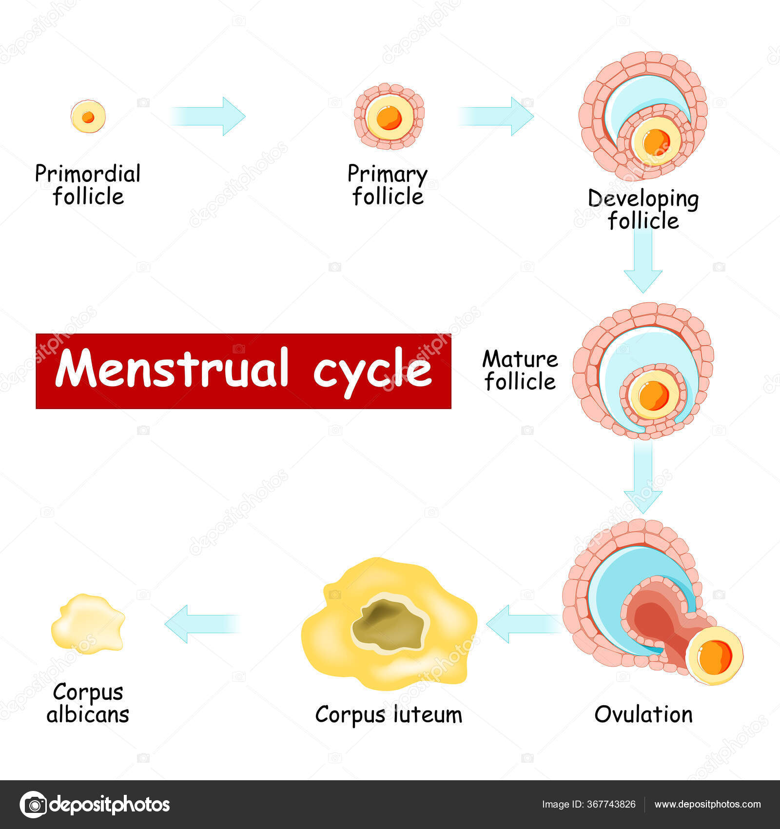 Follicular Phase Difference Between Ovarian And Uterine Cycle