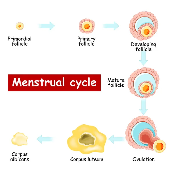 月经周期 卵巢的变化 从卵泡的形成到排卵和黄疸 生物学图表 矢量图 卵泡的成熟 被白色背景隔离 — 图库矢量图片