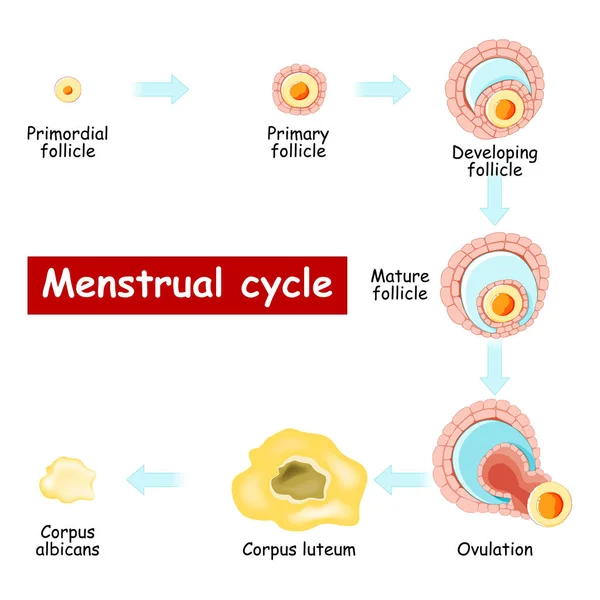 Adet Döngüsü Yumurtalıktaki Değişiklikler Folikülün Gelişmesinden Yumurtlama Corpus Luteum Kadar — Stok Vektör