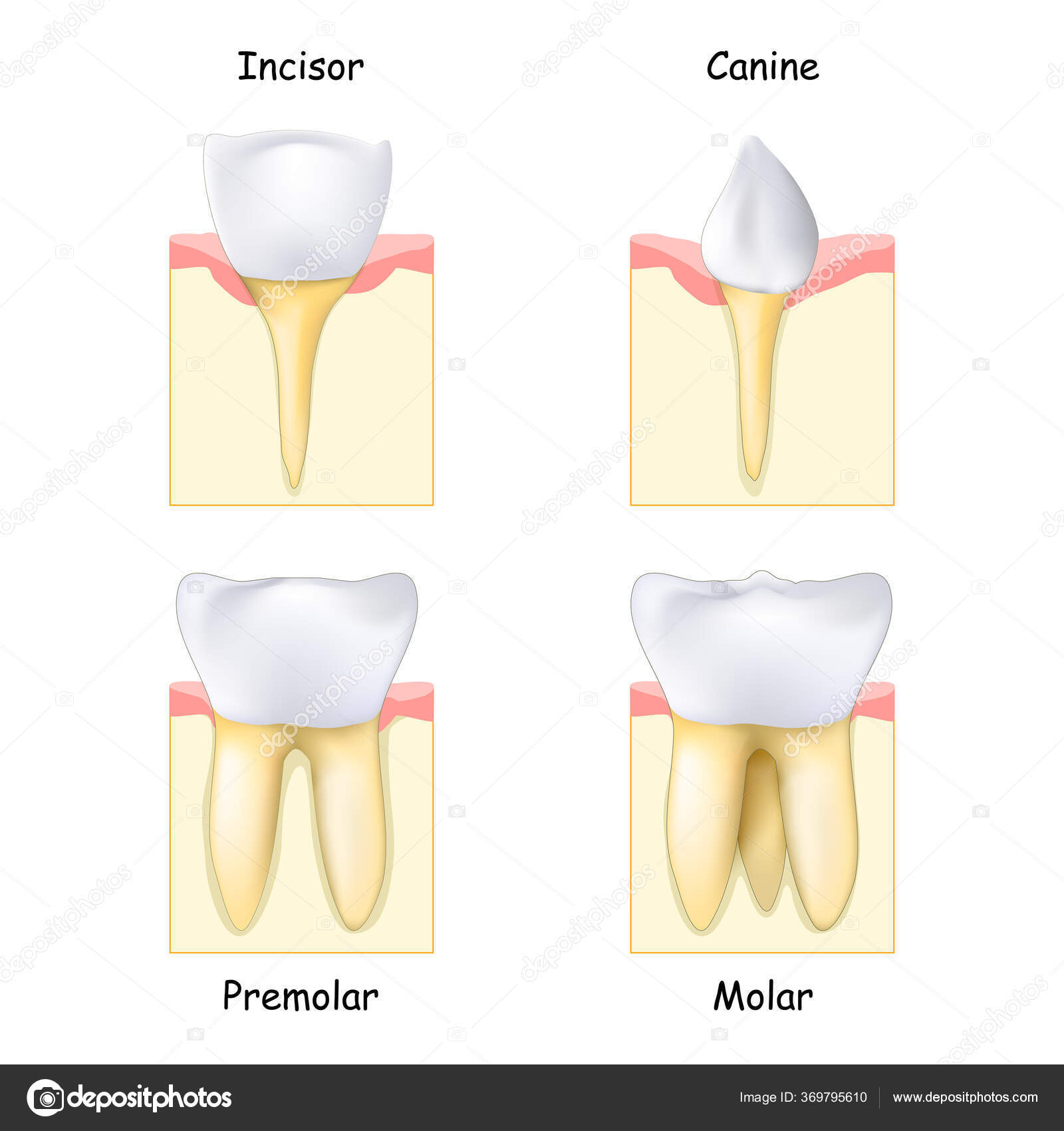 The Canine Dental Chart With Different Types Of Teeth - vrogue.co