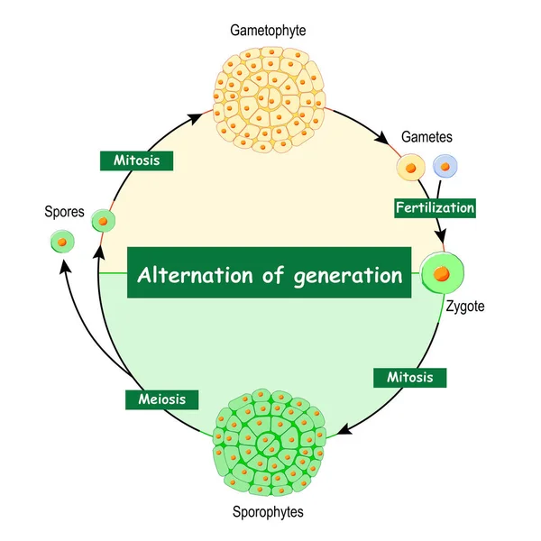 GametophytesとSporophytesの違い 世代交代 有性期と無性期を持つ植物や藻類に見られるライフサイクルです 胞子を生成するスポルフィオサイトに続いて配偶子を生成するGametophyteが続きます — ストックベクタ