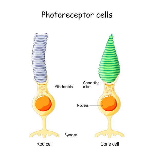 Anatomy of Photoreceptor. cell of a retina in the eye. Cone cells in respond to color vision and send signals to brain. Rod cells are used in peripheral vision