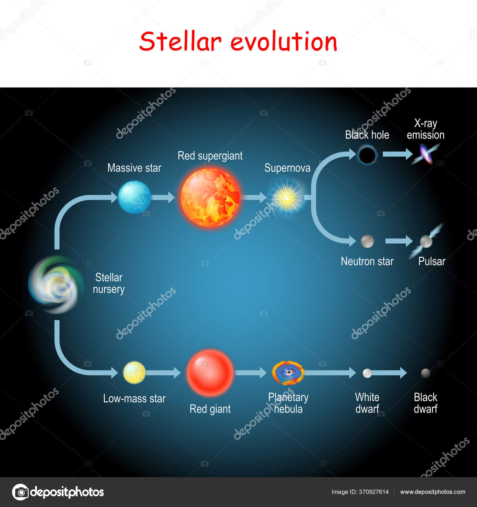 Evolução Estelar Ciclo Vida Uma Estrela Desde Berçário Estelar Gigante  Vetor de ©edesignua 370927614, image size:1600x1700