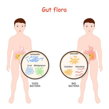 Good and Bad Bacteria. Gut flora of children. Kids with intestines and different forms of bacteria. Close-up of Enteric bacteria. Intestinal flora with probiotic. Vector illustration for medical and educational use clipart