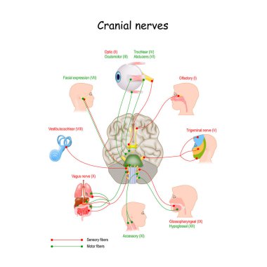 Cranial nerves in humans brain. Vector illustration clipart