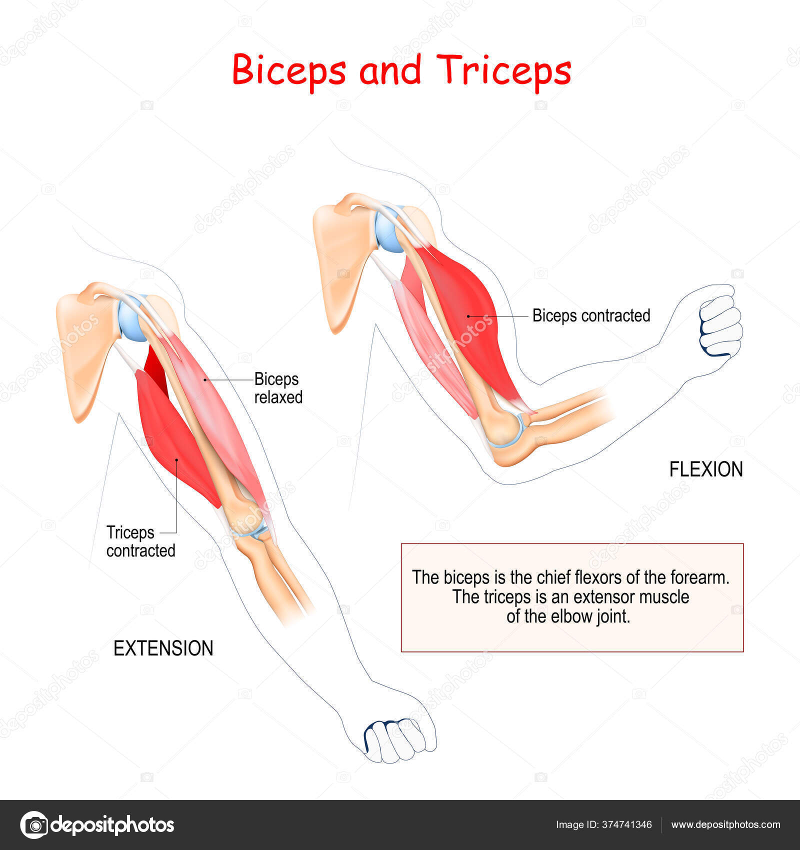 Bíceps Tríceps Músculos Antagonistas Bíceps Principal Flexor