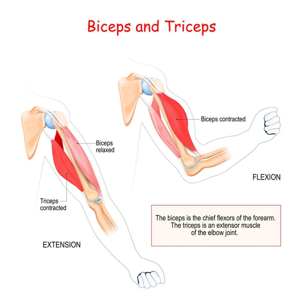 Bíceps Tríceps Músculos Antagonistas Bíceps Principal Flexor Antebraço Tríceps Músculo — Vetor de Stock