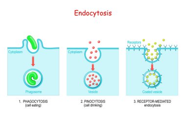 Endoksitozis. Fagositoz hücre yemektir, pinositoz hücre içiciliğidir, reseptör aracılığı ile yapılan bir endoksitozdur. Hücreler hücre yüzeyindeki reseptörler tarafından metabolitleri, hormonları, proteinleri ve virüsleri emer..