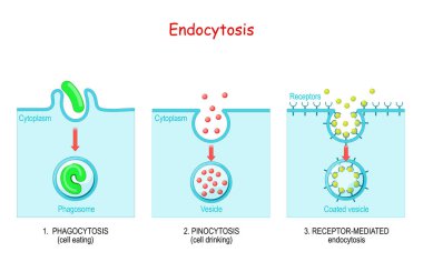 endocytosis. phagocytosis is cell eating, pinocytosis is a cell drinking, receptor-mediated endocytosis - when cells absorb metabolites, hormones, proteins and viruses by receptors on the surface of the cell. clipart