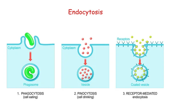 Endocitosis Fagocitosis Comer Células Pinocitosis Una Bebida Celular Endocitosis Mediada — Archivo Imágenes Vectoriales