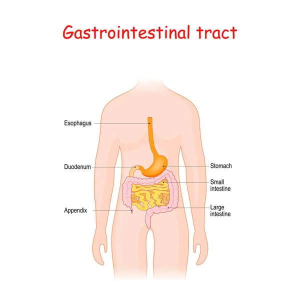 Tratto Gastrointestinale Budella Appendice Esofago Stomaco Intestino Crasso Intestino Tenue — Vettoriale Stock