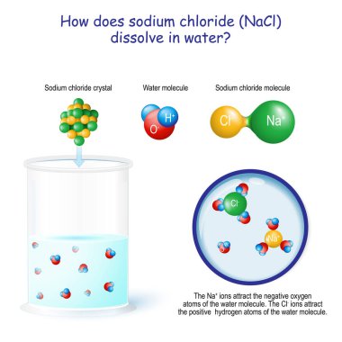 Sodyum klorür (NaCl) suda nasıl çözünür? Na iyonları su molekülünün negatif oksijen atomlarını çeker. CI iyonları su molekülünün pozitif hidrojen atomlarını çeker..