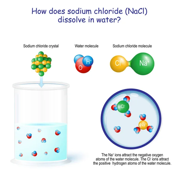 塩化ナトリウム Nacl はどのように水に溶解しますか Naイオンは水分子の負の酸素原子を引き付ける Clイオンは水分子の水素原子を引き付ける — ストックベクタ