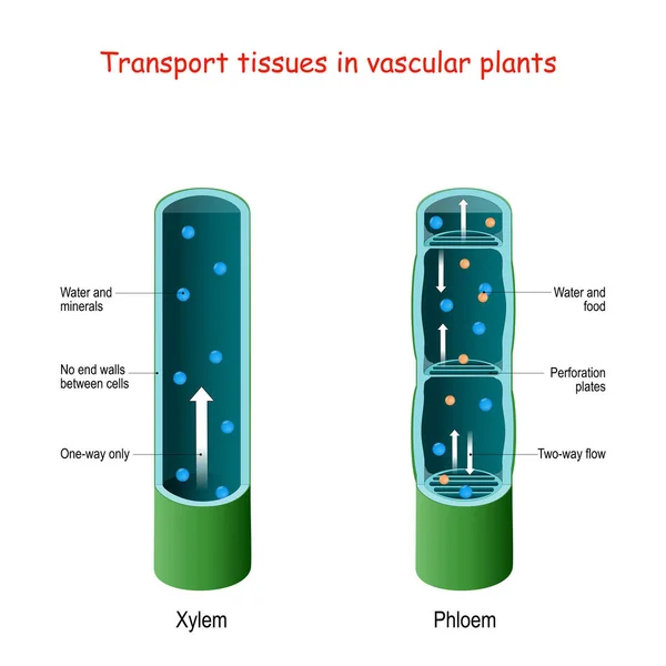 Xylem Phloem Biologische Structuur Schema Van Innerlijke Vasculaire Plant Doorsnede — Stockvector