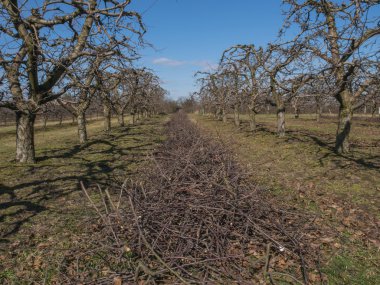 Meyve ağaçları bahar satırlarının. Henüz yaprakları