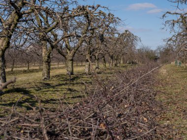 meyve ağaçları. Meyve ağaçları bahar satırlarının. Henüz yaprakları