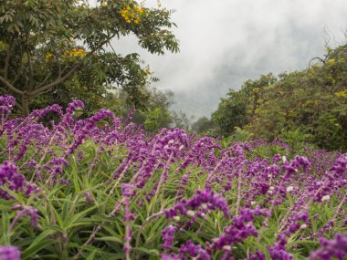 Renkli çiçekler ve sis Bogota çevreleyen dağların eteklerinde