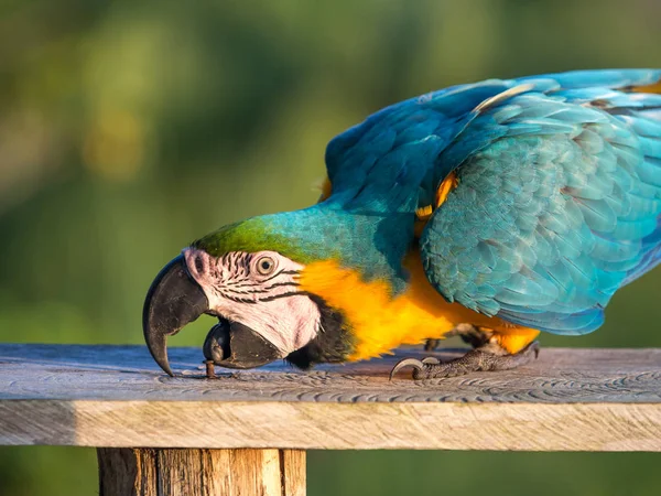 Papegaai in de jungle. Mooie, blauwe en gele papegaai (ARA) in de jungle. — Stockfoto