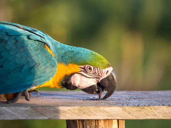 Papegaai in de jungle — Stockfoto