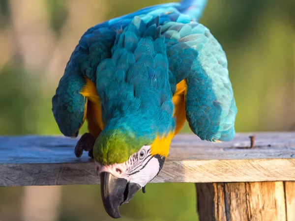 Papagaio na selva — Fotografia de Stock