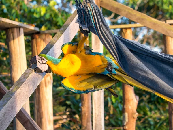 Papegaai in de jungle — Stockfoto