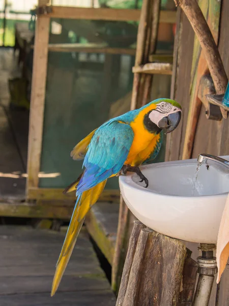 Papegaai in de jungle. Mooie, blauwe en gele papegaai (ARA) in de jungle. — Stockfoto