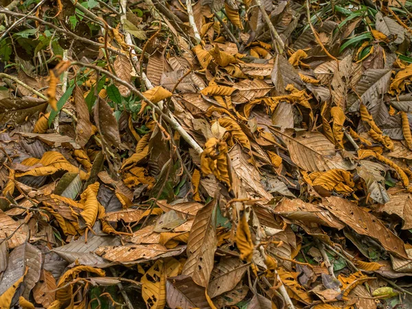 Palmari Brésil Mai 2016 Flore Dans Jungle Amazonienne — Photo