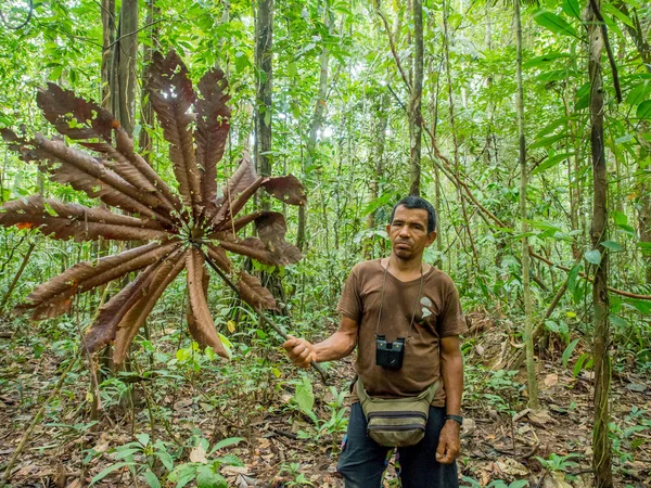 Flora in the jungle — Stock Photo, Image