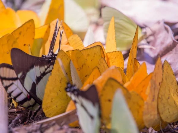 Colorful butterflies in the jungle — Stock Photo, Image