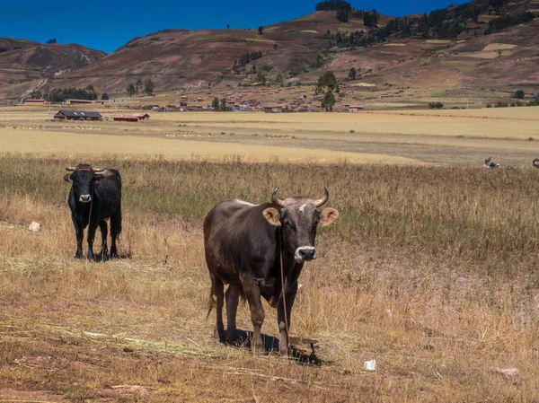 Pisac Peru Maio 2016 Vacas Nos Andes Peruanos — Fotografia de Stock