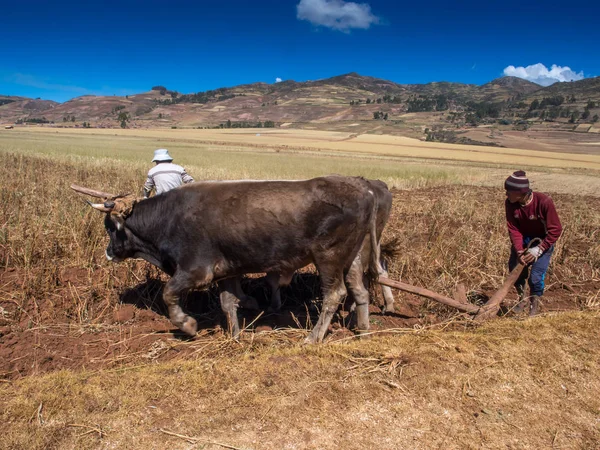 Moray Peru Květen 2016 Muži Ženy Jsou Plouging Pole Voly — Stock fotografie