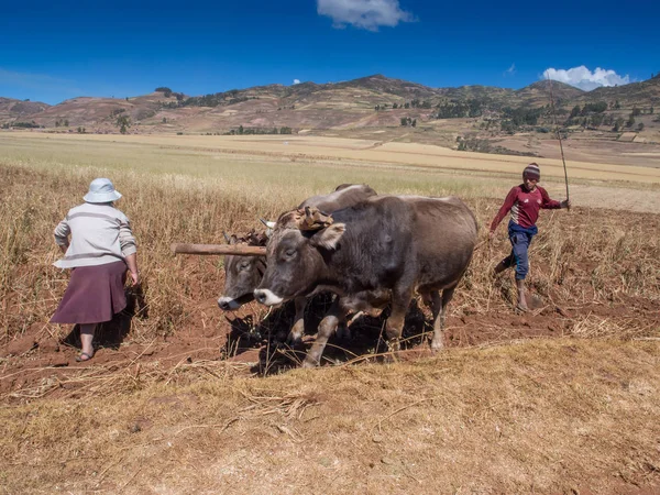 Moray Peru Květen 2016 Muži Ženy Jsou Plouging Pole Voly — Stock fotografie