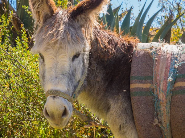 Donkey Field Inca Ruins Moray — Stock Photo, Image