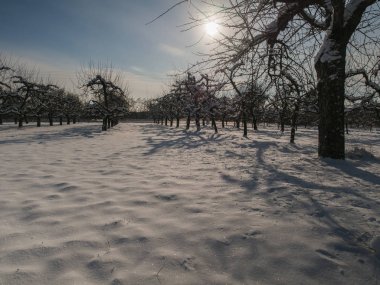 A fruit orchard covered with snow