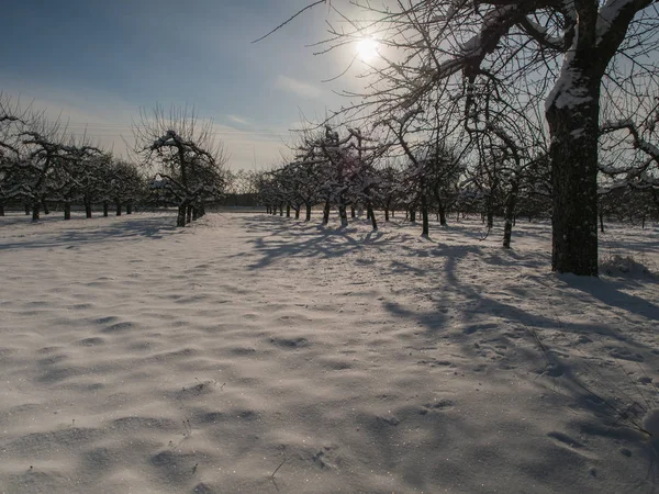 Fruit Orchard Covered Snow — Stock Photo, Image