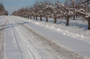Warka kış aylarında meyve bahçelerinde