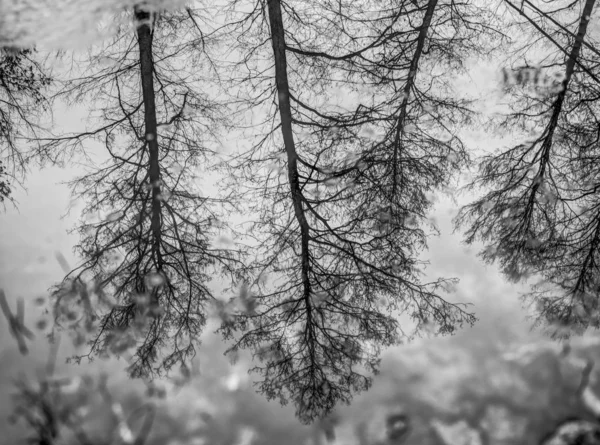 Reflection of trees — Stock Photo, Image