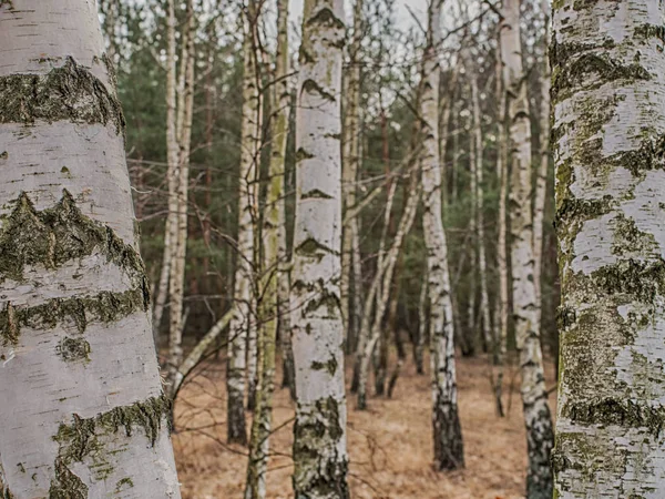 Copse de abedul en el bosque polaco en primavera —  Fotos de Stock