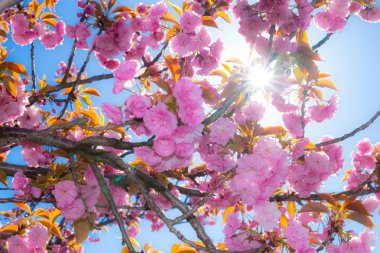 güneşli pembe çiçekler